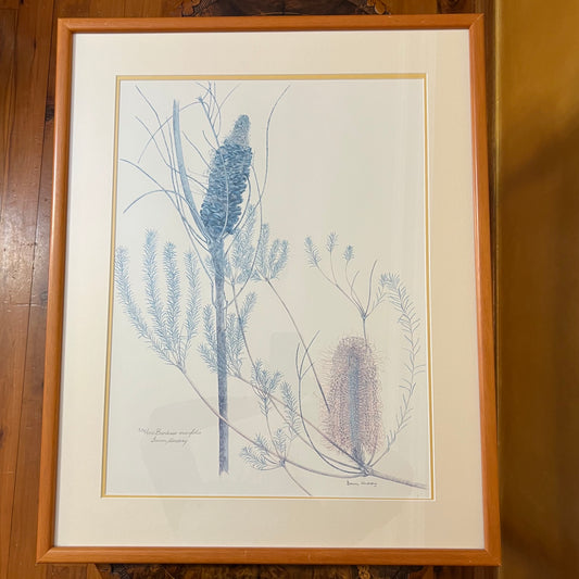 Limited Edition Print Banksia Ericifolia By Dawn Undery