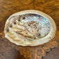 Vintage Mother of Pearl Shell