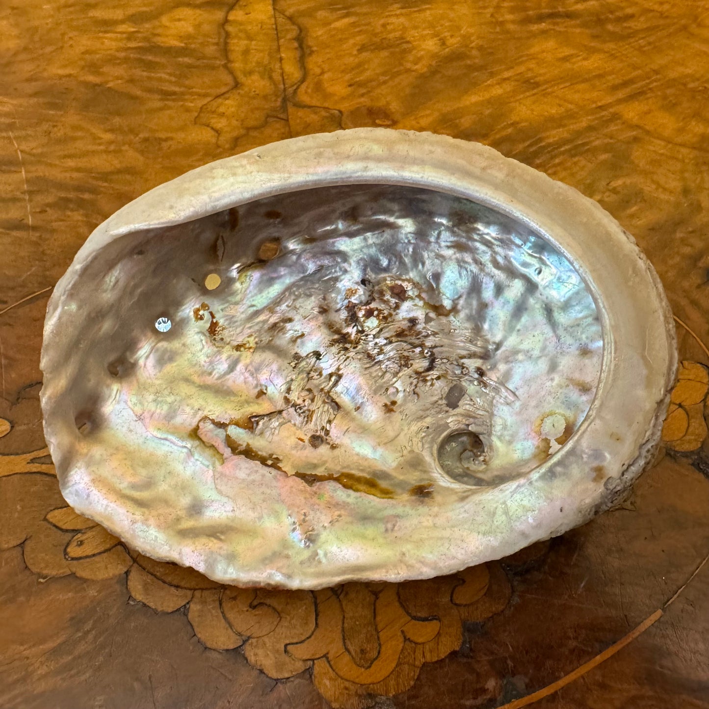 Vintage Mother of Pearl Shell