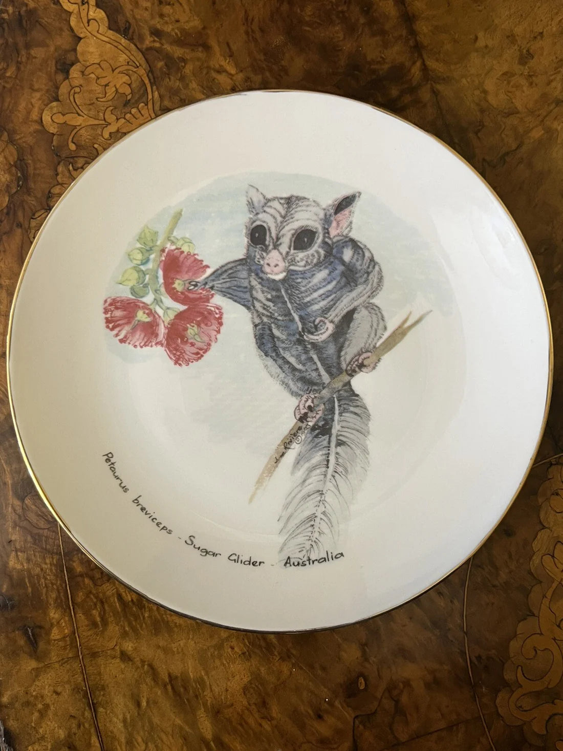 Petaurus Breviceps Sugar Glider Collectors Plate