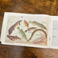 Vintage 1940s Solvol Fish Paper Book
