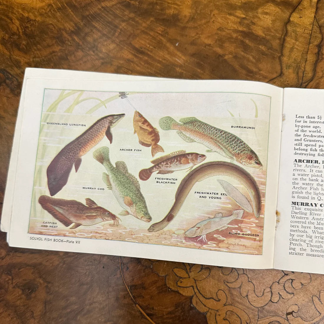 Vintage 1940s Solvol Fish Paper Book
