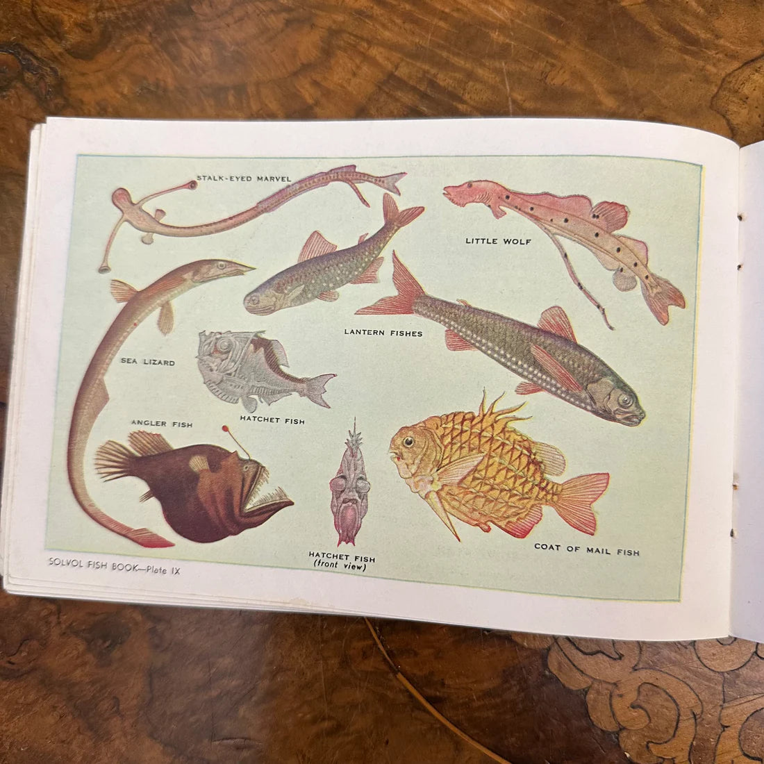Vintage 1940s Solvol Fish Paper Book