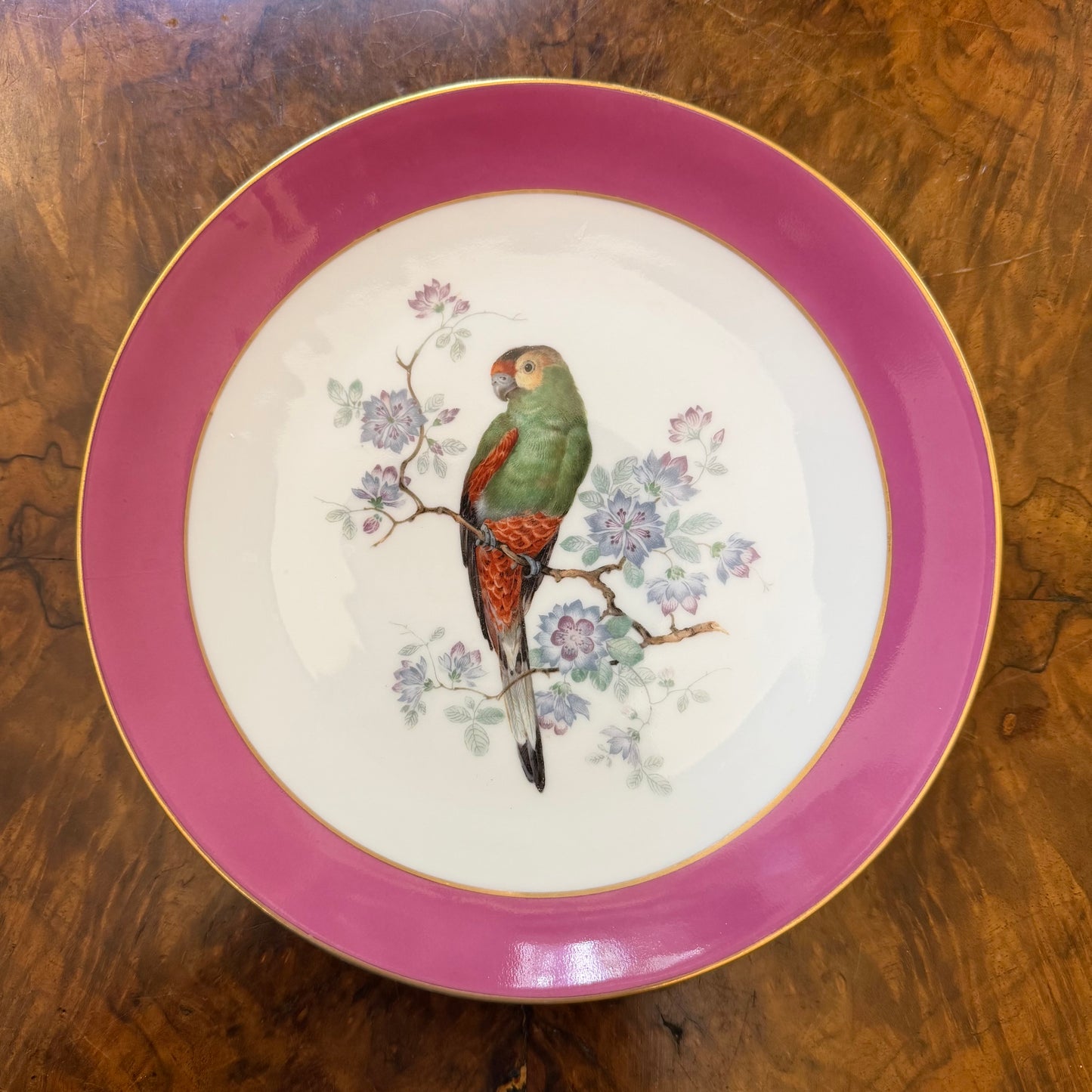 Vintage Thomas Bavaria Parrot Print Plate 