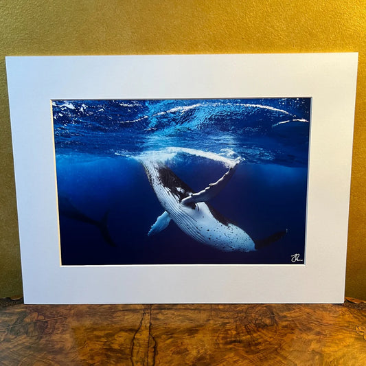Whale Photography Print By Jordon Robins